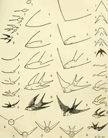 An illustration from Drawing made easy : a helpful book for young artists; the way to begin and finish your sketches, clearly shown step by step (1921)