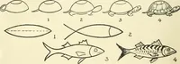 Picture 67 of 143 from Drawing made easy : a helpful book for young artists; the way to begin and finish your sketches, clearly shown step by step (1921), leaf 56