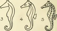 An illustration from Drawing made easy : a helpful book for young artists; the way to begin and finish your sketches, clearly shown step by step (1921)