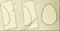 An illustration from Drawing made easy : a helpful book for young artists; the way to begin and finish your sketches, clearly shown step by step (1921)