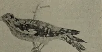 Picture 70 of 104 from Drawing and painting self-taught (1922), leaf 141