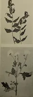 An illustration from Drawing and painting self-taught (1922)