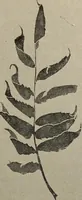 An illustration from Drawing and painting self-taught (1922)