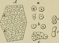 An illustration from Dressings and finishings for textile fabrics and their application; description of all the materials used in dressing textiles (1911)