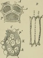 An illustration from Dressings and finishings for textile fabrics and their application; description of all the materials used in dressing textiles (1911)