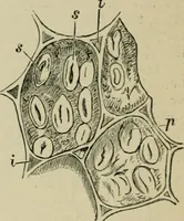 An illustration from Dressings and finishings for textile fabrics and their application; description of all the materials used in dressing textiles (1911)