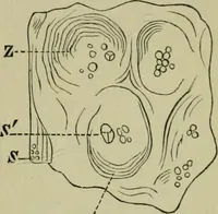 An illustration from Dressings and finishings for textile fabrics and their application; description of all the materials used in dressing textiles (1911)