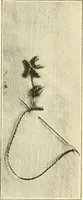 An illustration from Dressmaking (1917)