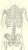 An illustration from Dress-reform : a series of lectures delivered in Boston, on dress as it affects the health of women (1874)