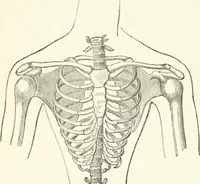 An illustration from Dress-reform : a series of lectures delivered in Boston, on dress as it affects the health of women (1874)
