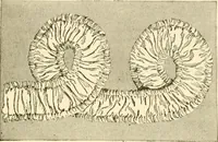 An illustration from The dress you wear and how to make it (1918)