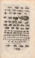 An illustration from Dr I. Ionstons beschrijving van de natuur der gekerfde of kronkel-dieren, slangen en draken. Neffens haer beeldenissen in oper gesneden. (1660)