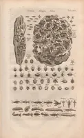 An illustration from Dr I. Ionstons beschrijving van de natuur der gekerfde of kronkel-dieren, slangen en draken. Neffens haer beeldenissen in oper gesneden. (1660)