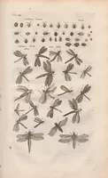 An illustration from Dr I. Ionstons beschrijving van de natuur der gekerfde of kronkel-dieren, slangen en draken. Neffens haer beeldenissen in oper gesneden. (1660)