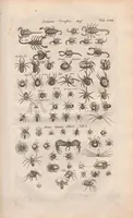 An illustration from Dr I. Ionstons beschrijving van de natuur der gekerfde of kronkel-dieren, slangen en draken. Neffens haer beeldenissen in oper gesneden. (1660)