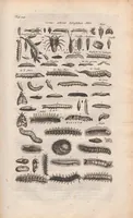 Picture 17 of 34 from Dr I. Ionstons beschrijving van de natuur der gekerfde of kronkel-dieren, slangen en draken. Neffens haer beeldenissen in oper gesneden. (1660), leaf 155