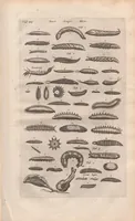 Picture 19 of 34 from Dr I. Ionstons beschrijving van de natuur der gekerfde of kronkel-dieren, slangen en draken. Neffens haer beeldenissen in oper gesneden. (1660), leaf 163