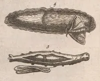 Picture 20 of 34 from Dr I. Ionstons beschrijving van de natuur der gekerfde of kronkel-dieren, slangen en draken. Neffens haer beeldenissen in oper gesneden. (1660), leaf 183