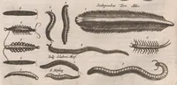 Picture 21 of 34 from Dr I. Ionstons beschrijving van de natuur der gekerfde of kronkel-dieren, slangen en draken. Neffens haer beeldenissen in oper gesneden. (1660), leaf 183