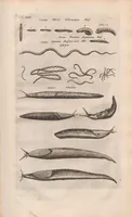 An illustration from Dr I. Ionstons beschrijving van de natuur der gekerfde of kronkel-dieren, slangen en draken. Neffens haer beeldenissen in oper gesneden. (1660)