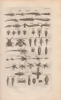 An illustration from Dr I. Ionstons beschrijving van de natuur der gekerfde of kronkel-dieren, slangen en draken. Neffens haer beeldenissen in oper gesneden. (1660)