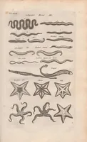 An illustration from Dr I. Ionstons beschrijving van de natuur der gekerfde of kronkel-dieren, slangen en draken. Neffens haer beeldenissen in oper gesneden. (1660)