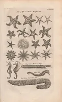An illustration from Dr I. Ionstons beschrijving van de natuur der gekerfde of kronkel-dieren, slangen en draken. Neffens haer beeldenissen in oper gesneden. (1660)