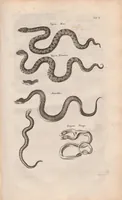 Picture 26 of 34 from Dr I. Ionstons beschrijving van de natuur der gekerfde of kronkel-dieren, slangen en draken. Neffens haer beeldenissen in oper gesneden. (1660), leaf 225