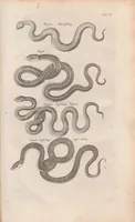 Picture 28 of 34 from Dr I. Ionstons beschrijving van de natuur der gekerfde of kronkel-dieren, slangen en draken. Neffens haer beeldenissen in oper gesneden. (1660), leaf 247