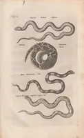 Picture 29 of 34 from Dr I. Ionstons beschrijving van de natuur der gekerfde of kronkel-dieren, slangen en draken. Neffens haer beeldenissen in oper gesneden. (1660), leaf 255