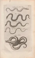 Picture 30 of 34 from Dr I. Ionstons beschrijving van de natuur der gekerfde of kronkel-dieren, slangen en draken. Neffens haer beeldenissen in oper gesneden. (1660), leaf 259