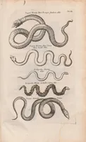 An illustration from Dr I. Ionstons beschrijving van de natuur der gekerfde of kronkel-dieren, slangen en draken. Neffens haer beeldenissen in oper gesneden. (1660)