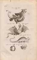 An illustration from Dr I. Ionstons beschrijving van de natuur der gekerfde of kronkel-dieren, slangen en draken. Neffens haer beeldenissen in oper gesneden. (1660)
