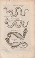 An illustration from Dr I. Ionstons beschrijving van de natuur der gekerfde of kronkel-dieren, slangen en draken. Neffens haer beeldenissen in oper gesneden. (1660)