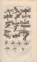 An illustration from Dr I. Ionstons beschrijving van de natuur der gekerfde of kronkel-dieren, slangen en draken. Neffens haer beeldenissen in oper gesneden. (1660)
