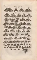 An illustration from Dr I. Ionstons beschrijving van de natuur der gekerfde of kronkel-dieren, slangen en draken. Neffens haer beeldenissen in oper gesneden. (1660)