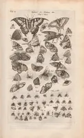 Picture 5 of 34 from Dr I. Ionstons beschrijving van de natuur der gekerfde of kronkel-dieren, slangen en draken. Neffens haer beeldenissen in oper gesneden. (1660), leaf 53