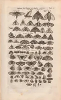 Picture 6 of 34 from Dr I. Ionstons beschrijving van de natuur der gekerfde of kronkel-dieren, slangen en draken. Neffens haer beeldenissen in oper gesneden. (1660), leaf 57