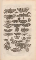 Picture 7 of 34 from Dr I. Ionstons beschrijving van de natuur der gekerfde of kronkel-dieren, slangen en draken. Neffens haer beeldenissen in oper gesneden. (1660), leaf 61