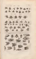 An illustration from Dr I. Ionstons beschrijving van de natuur der gekerfde of kronkel-dieren, slangen en draken. Neffens haer beeldenissen in oper gesneden. (1660)