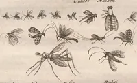 An illustration from Dr I. Ionstons beschrijving van de natuur der gekerfde of kronkel-dieren, slangen en draken. Neffens haer beeldenissen in oper gesneden. (1660)