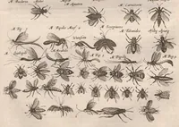 An illustration from Dr I. Ionstons beschrijving van de natuur der gekerfde of kronkel-dieren, slangen en draken. Neffens haer beeldenissen in oper gesneden. (1660)