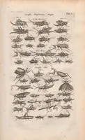 An illustration from Dr I. Ionstons beschrijving van de natuur der gekerfde of kronkel-dieren, slangen en draken. Neffens haer beeldenissen in oper gesneden. (1660)