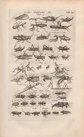 An illustration from Dr I. Ionstons beschrijving van de natuur der gekerfde of kronkel-dieren, slangen en draken. Neffens haer beeldenissen in oper gesneden. (1660)