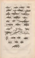An illustration from Dr I. Ionstons beschrijving van de natuur der gekerfde of kronkel-dieren, slangen en draken. Neffens haer beeldenissen in oper gesneden. (1660)