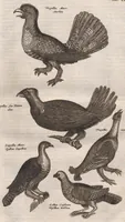 An illustration from Dr. I. Ionstons Beschrijving vande natuur der vogelen neffens haer beeldenissen in koper gesneden (1660)