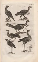 An illustration from Dr. I. Ionstons Beschrijving vande natuur der vogelen neffens haer beeldenissen in koper gesneden (1660)