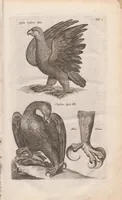 Picture 1 of 34 from Dr. I. Ionstons Beschrijving vande natuur der vogelen neffens haer beeldenissen in koper gesneden (1660), leaf 11