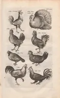 Picture 14 of 34 from Dr. I. Ionstons Beschrijving vande natuur der vogelen neffens haer beeldenissen in koper gesneden (1660), leaf 127