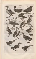 An illustration from Dr. I. Ionstons Beschrijving vande natuur der vogelen neffens haer beeldenissen in koper gesneden (1660)